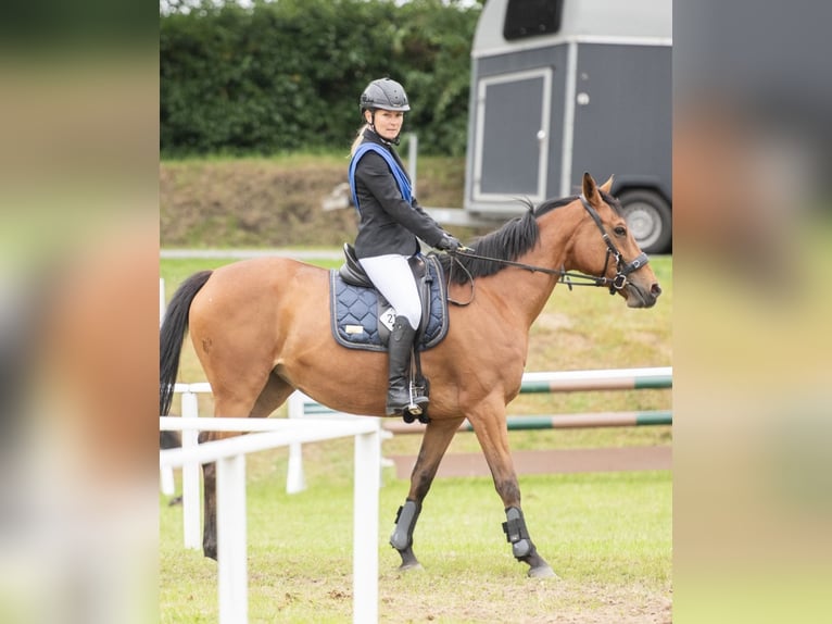 Weitere Warmblüter Stute 7 Jahre 152 cm Brauner in Ostrohe