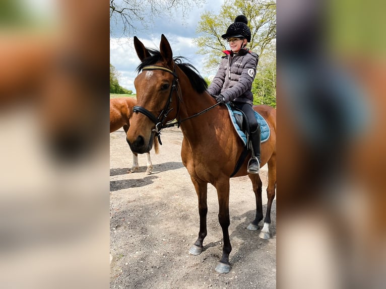 Weitere Warmblüter Stute 7 Jahre 152 cm Brauner in Ostrohe