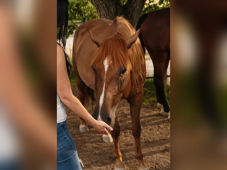 Weitere Warmblüter Stute 7 Jahre 152 cm Fuchs in Waldneukirchen