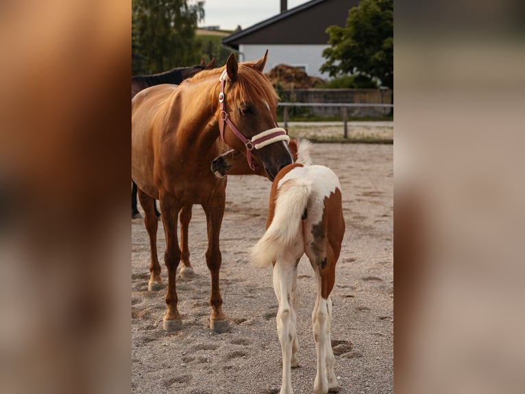 Weitere Warmblüter Stute 7 Jahre 152 cm Fuchs in Waldneukirchen