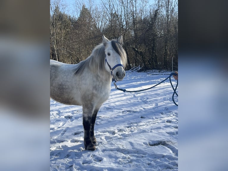 Weitere Warmblüter Mix Stute 7 Jahre 152 cm Schimmel in Fuchstal