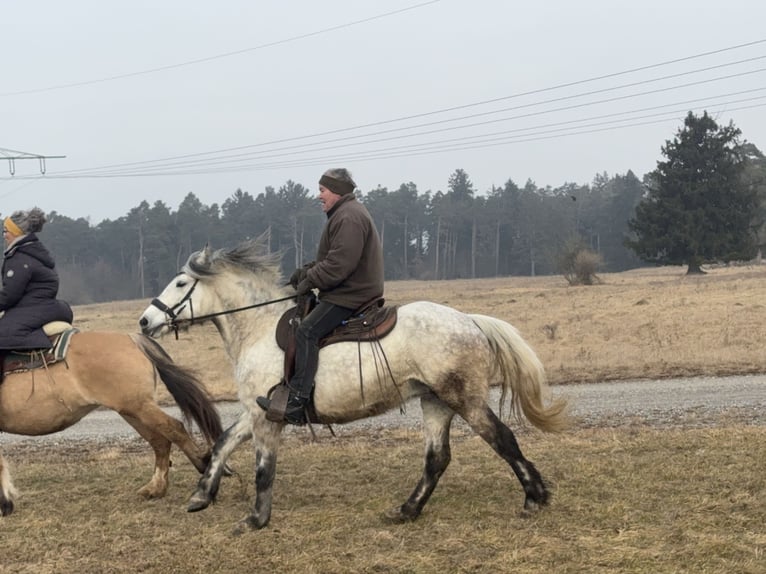 Weitere Warmblüter Mix Stute 7 Jahre 154 cm Schimmel in Fuchstal