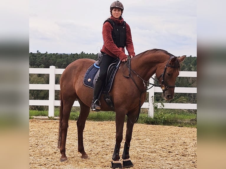 Weitere Warmblüter Stute 7 Jahre 155 cm Fuchs in Muhr am See