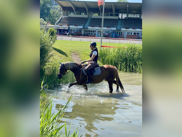 Weitere Warmblüter Mix Stute 7 Jahre 155 cm Fuchs in R&#xFC;mlang
