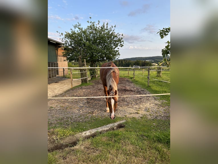 Weitere Warmblüter Mix Stute 7 Jahre 155 cm Fuchs in R&#xFC;mlang