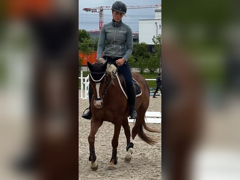 Weitere Warmblüter Mix Stute 7 Jahre 155 cm Fuchs in R&#xFC;mlang