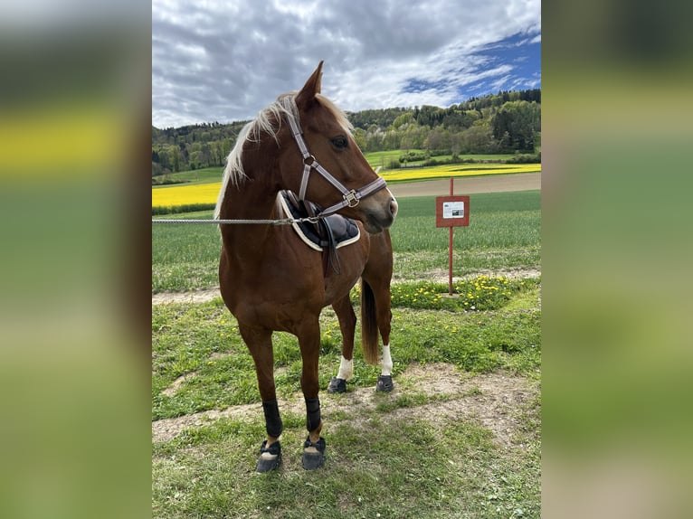 Weitere Warmblüter Mix Stute 7 Jahre 155 cm Fuchs in R&#xFC;mlang