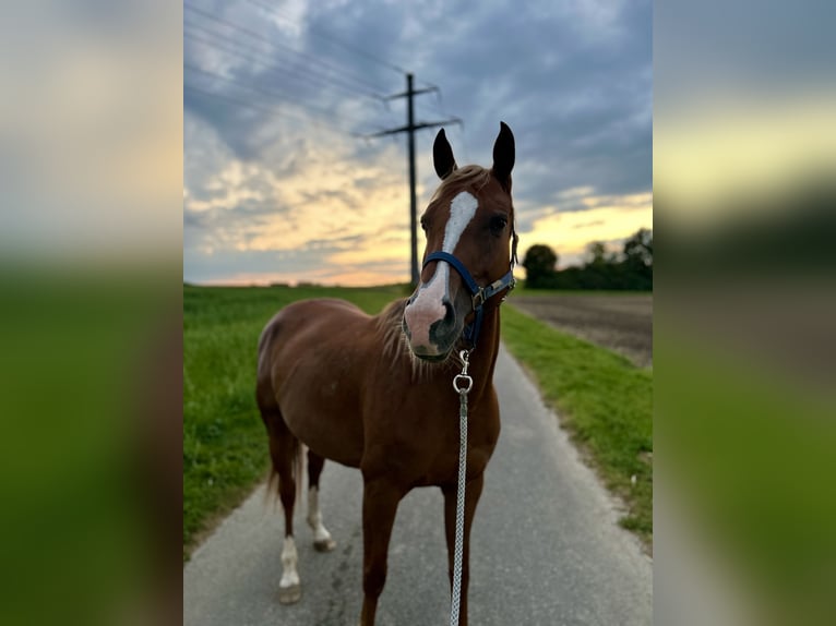 Weitere Warmblüter Mix Stute 7 Jahre 155 cm Fuchs in R&#xFC;mlang