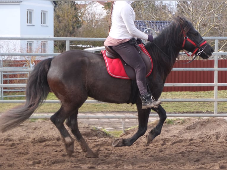 Weitere Warmblüter Stute 7 Jahre 155 cm Rappe in Ellersleben