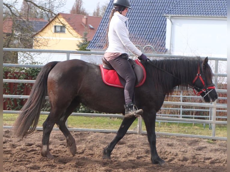 Weitere Warmblüter Stute 7 Jahre 155 cm Rappe in Ellersleben