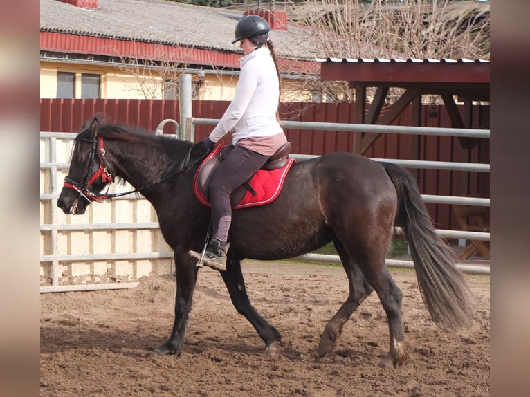 Weitere Warmblüter Stute 7 Jahre 155 cm Rappe in Ellersleben