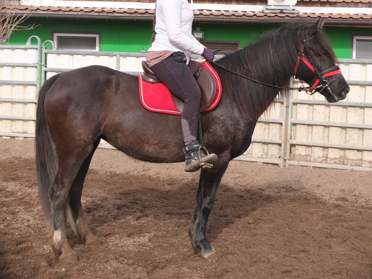 Weitere Warmblüter Stute 7 Jahre 155 cm Rappe in Ellersleben