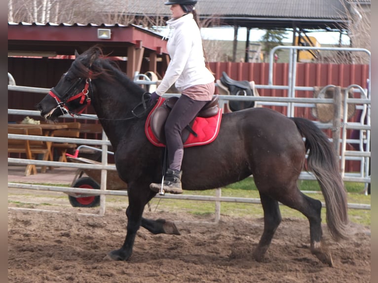 Weitere Warmblüter Stute 7 Jahre 155 cm Rappe in Ellersleben