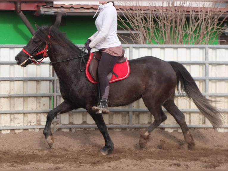 Weitere Warmblüter Stute 7 Jahre 155 cm Rappe in Ellersleben