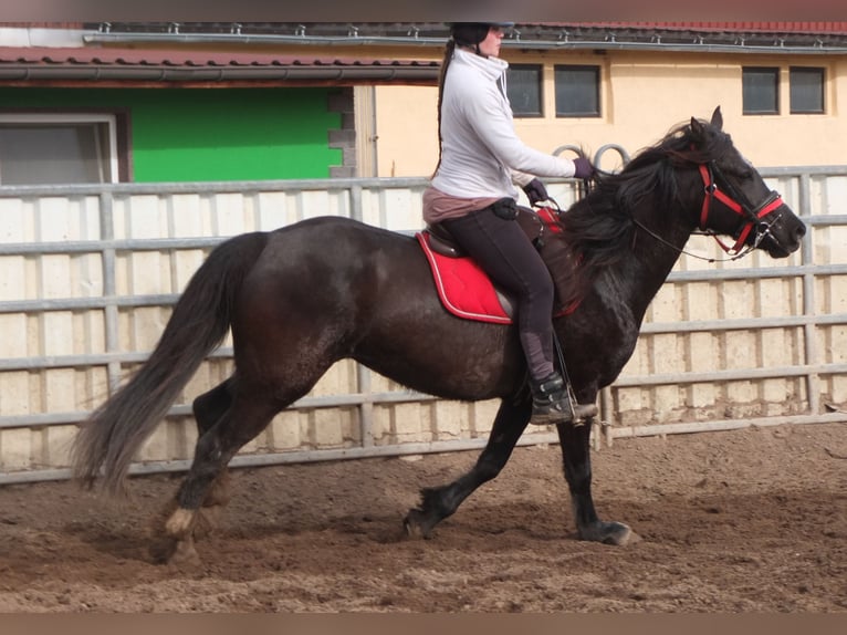 Weitere Warmblüter Stute 7 Jahre 155 cm Rappe in Ellersleben