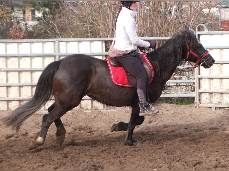 Weitere Warmblüter Stute 7 Jahre 155 cm Rappe in Ellersleben