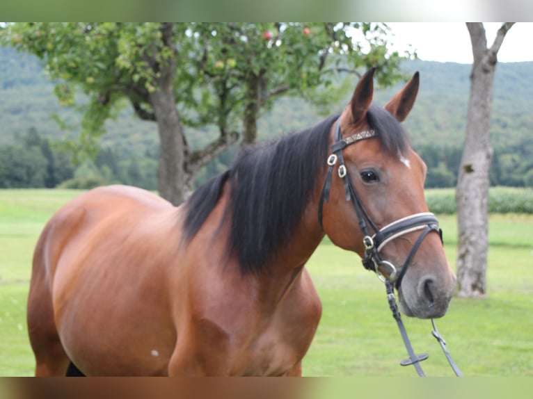 Weitere Warmblüter Mix Stute 7 Jahre 155 cm Rotbrauner in Videm Dobrepolje