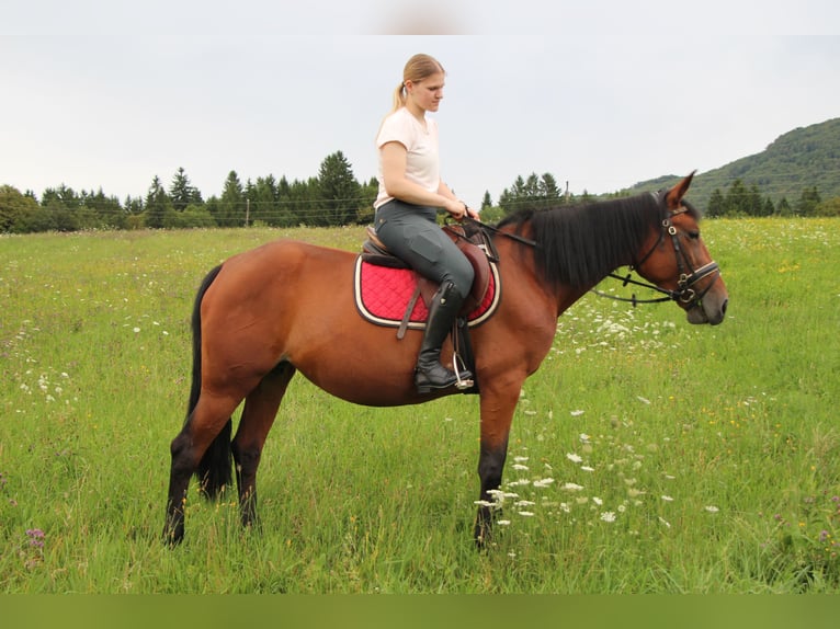 Weitere Warmblüter Mix Stute 7 Jahre 155 cm Rotbrauner in Videm Dobrepolje