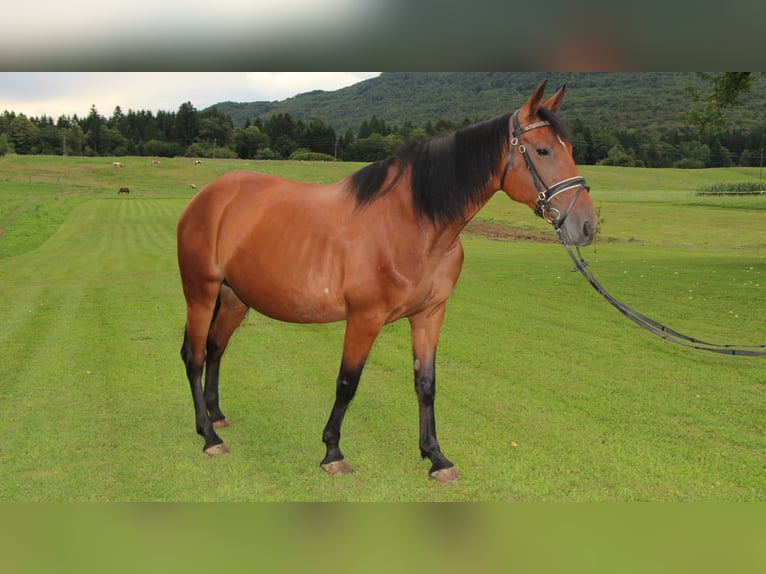 Weitere Warmblüter Mix Stute 7 Jahre 155 cm Rotbrauner in Videm Dobrepolje