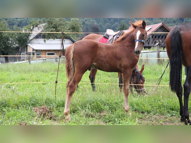 Weitere Warmblüter Mix Stute 7 Jahre 155 cm Rotbrauner in Videm Dobrepolje