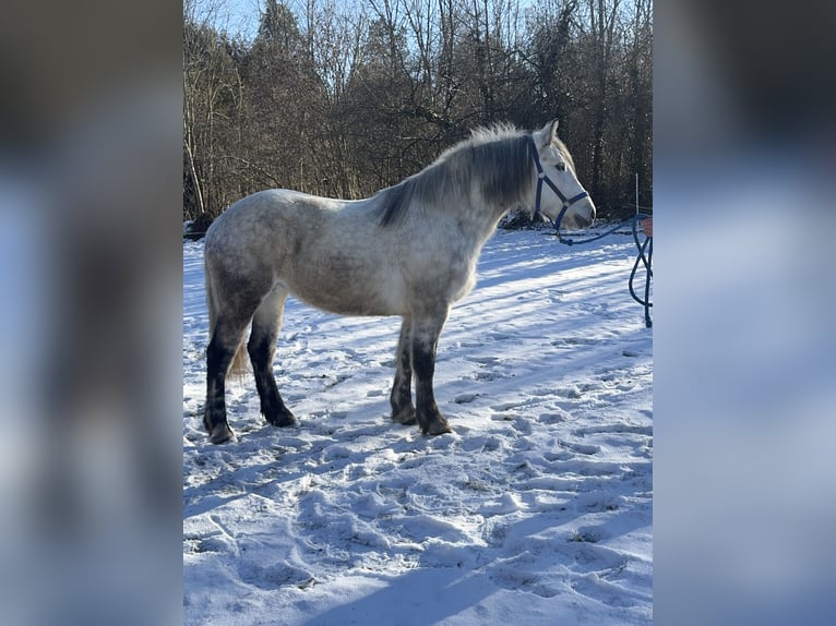 Weitere Warmblüter Mix Stute 7 Jahre 155 cm Schimmel in Fuchstal