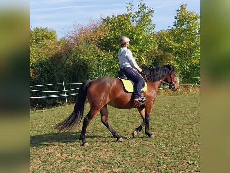 Weitere Warmblüter Stute 7 Jahre 158 cm Brauner in Walzbachtal