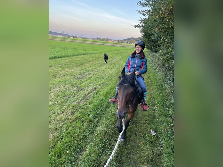 Weitere Warmblüter Stute 7 Jahre 160 cm Brauner in Regau/V&#xF6;cklabruck