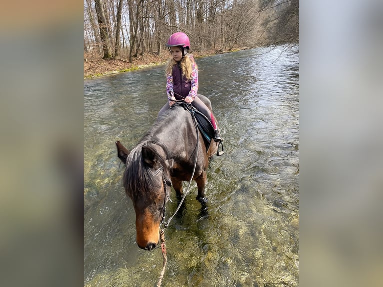 Weitere Warmblüter Stute 7 Jahre 160 cm Brauner in Regau/V&#xF6;cklabruck