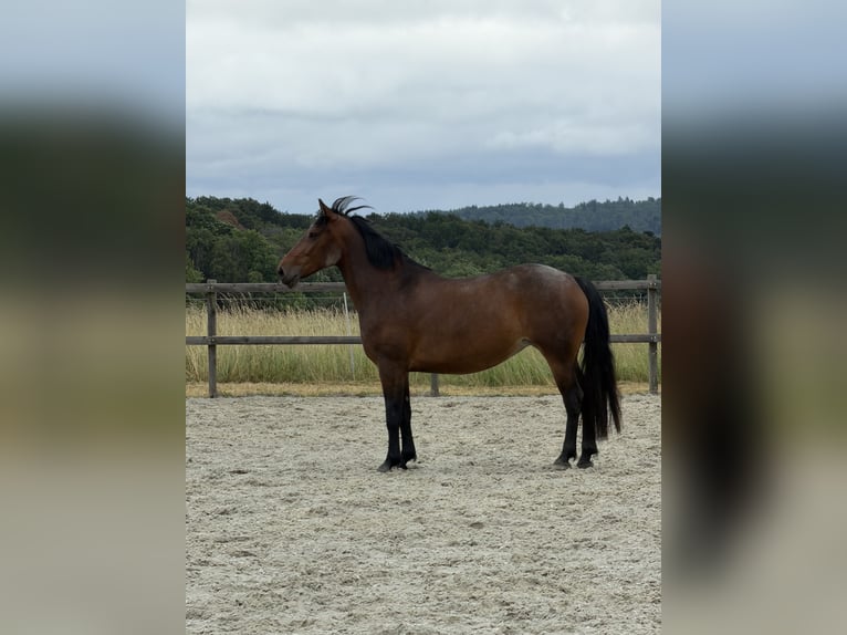 Weitere Warmblüter Stute 7 Jahre 160 cm Brauner in Weil der Stadt