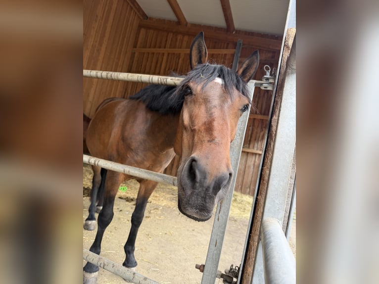 Weitere Warmblüter Stute 7 Jahre 160 cm Brauner in Weil der Stadt