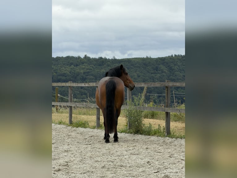 Weitere Warmblüter Stute 7 Jahre 160 cm Brauner in Weil der Stadt