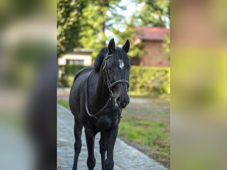Weitere Warmblüter Mix Stute 7 Jahre 160 cm Dunkelbrauner in Golesz&#xF3;w