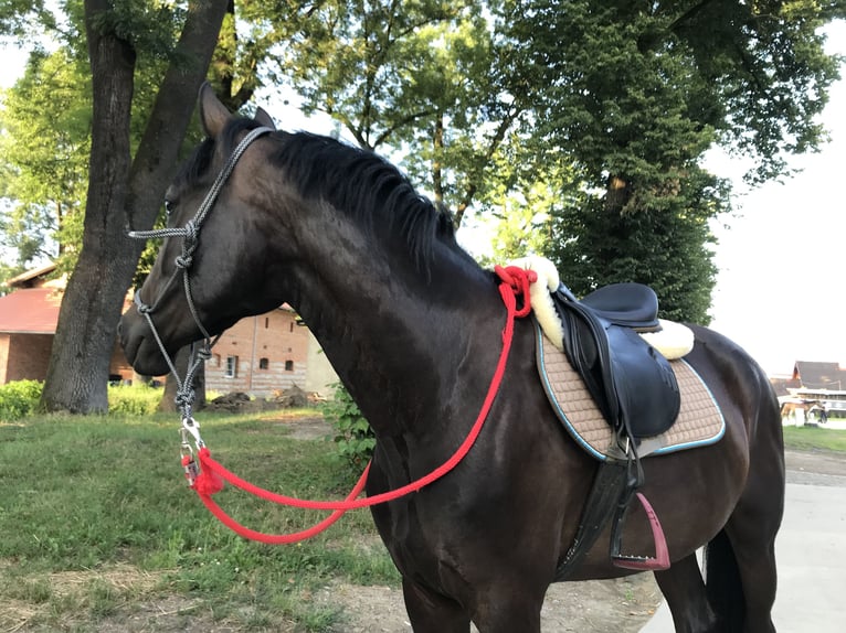 Weitere Warmblüter Mix Stute 7 Jahre 160 cm Dunkelbrauner in Golesz&#xF3;w