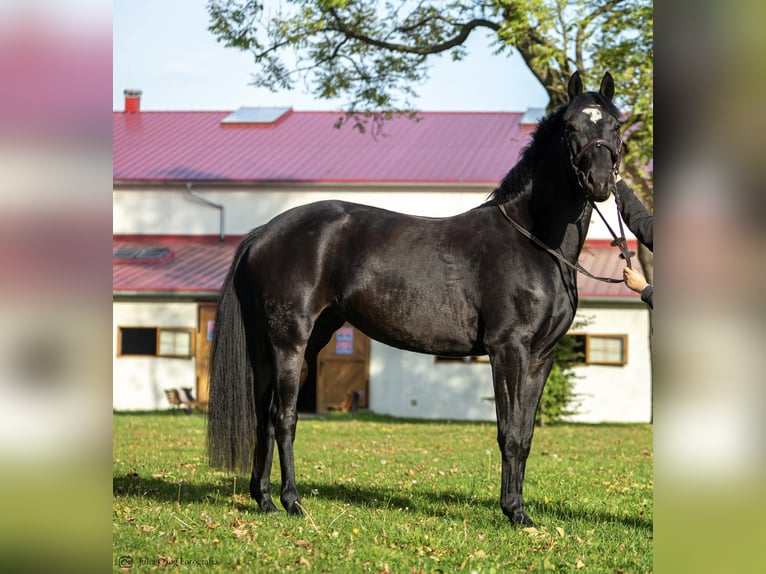 Weitere Warmblüter Mix Stute 7 Jahre 160 cm Dunkelbrauner in Golesz&#xF3;w