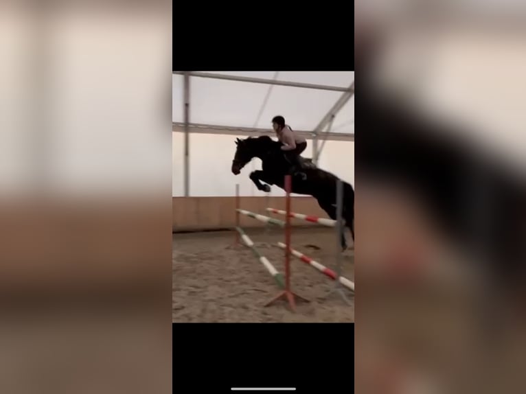 Weitere Warmblüter Mix Stute 7 Jahre 160 cm Dunkelbrauner in Golesz&#xF3;w