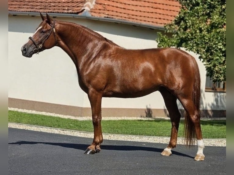 Weitere Warmblüter Stute 7 Jahre 160 cm Fuchs in Békéscsaba
