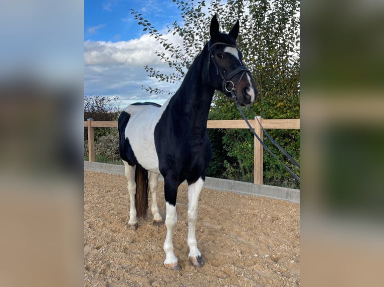 Weitere Warmblüter Stute 7 Jahre 160 cm Schecke in Iggingen