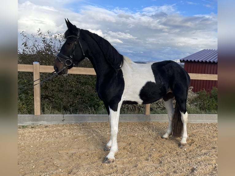 Weitere Warmblüter Stute 7 Jahre 160 cm Schecke in Iggingen