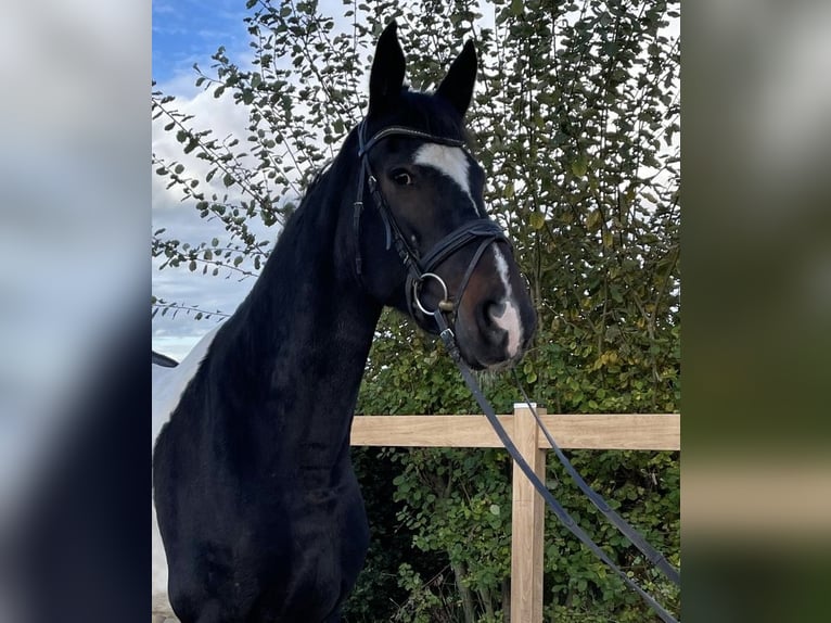 Weitere Warmblüter Stute 7 Jahre 160 cm Schecke in Iggingen