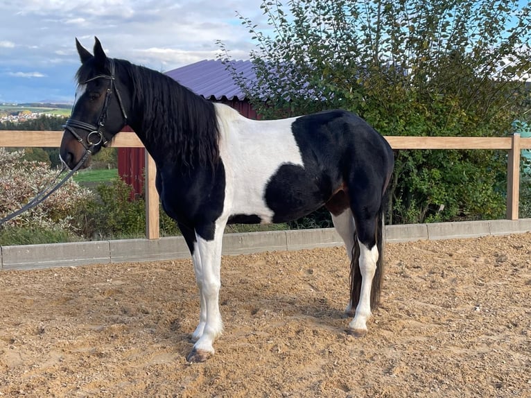 Weitere Warmblüter Stute 7 Jahre 160 cm Schecke in Iggingen