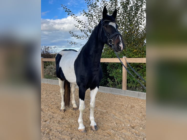 Weitere Warmblüter Stute 7 Jahre 160 cm Schecke in Iggingen