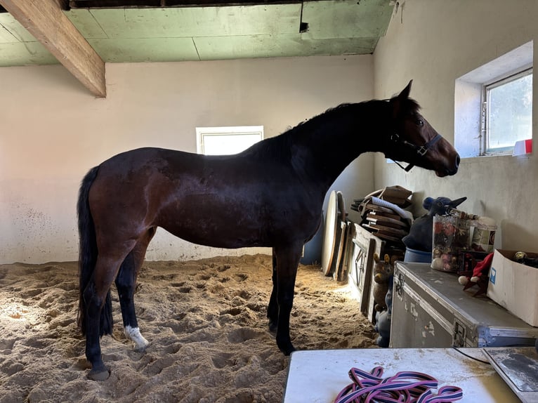 Weitere Warmblüter Stute 7 Jahre 163 cm Brauner in bergen