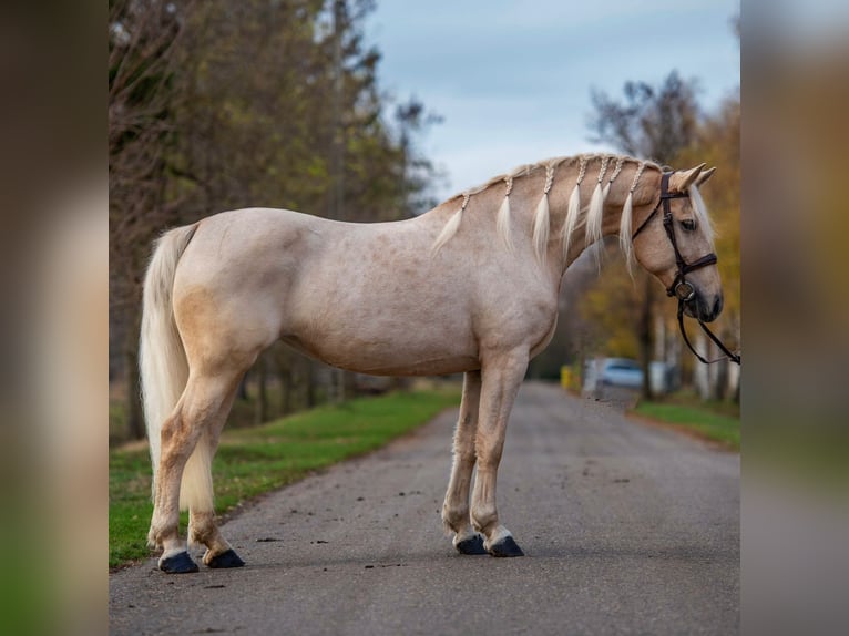 Weitere Warmblüter Stute 7 Jahre 163 cm Palomino in Mez&#x151;hegyes