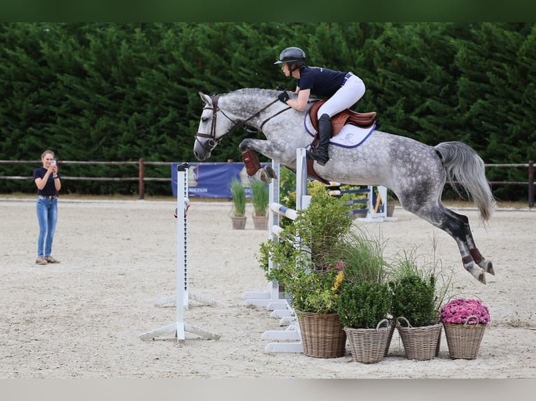 Weitere Warmblüter Stute 7 Jahre 164 cm Apfelschimmel in Diepholz