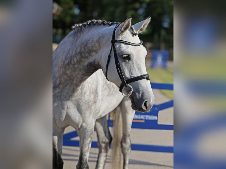 Weitere Warmblüter Stute 7 Jahre 164 cm Apfelschimmel in Diepholz