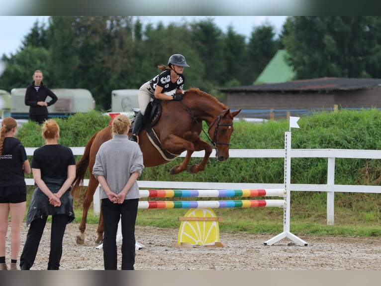 Weitere Warmblüter Stute 7 Jahre 164 cm Fuchs in Haabersti