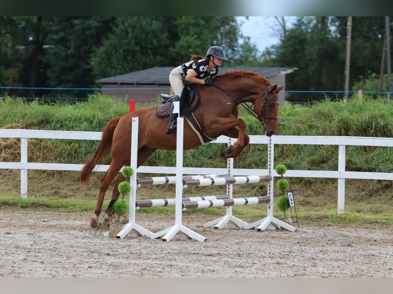 Weitere Warmblüter Stute 7 Jahre 164 cm Fuchs in Haabersti