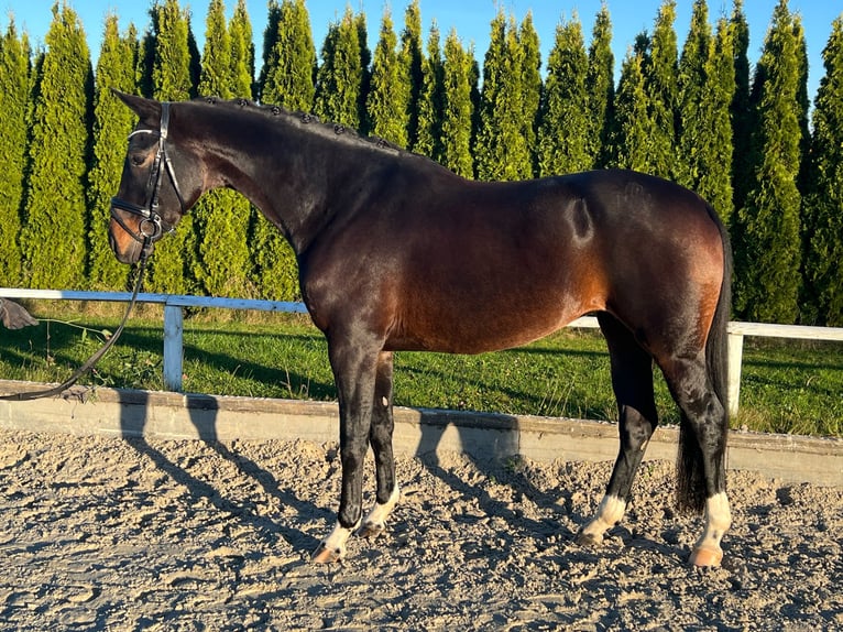 Weitere Warmblüter Stute 7 Jahre 165 cm Brauner in Renningen