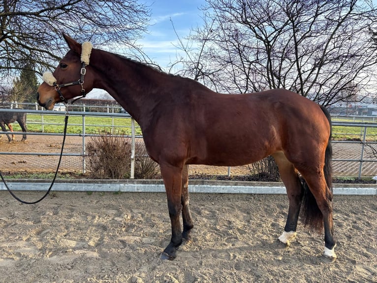 Weitere Warmblüter Stute 7 Jahre 165 cm Brauner in Mengen