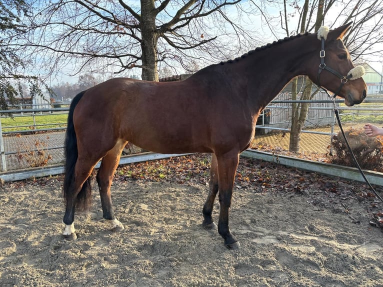 Weitere Warmblüter Stute 7 Jahre 165 cm Brauner in Mengen